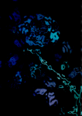 blue.gif (7447 octets)
